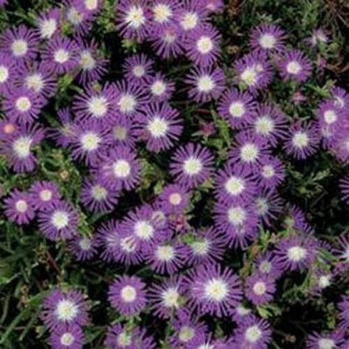 Wsini Ice Plant Delosperma Floribunda Stardust 25 Seeds