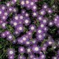 Wsini Ice Plant Delosperma Floribunda Stardust 25 Seeds