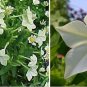 Wsini Nicotiana Alata Aztek White 100 seeds