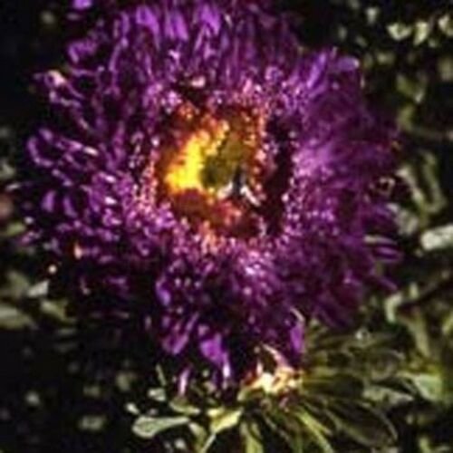 Wsini Aster Callistephus Tall Paeony Duchess Dark Blue 50 Seeds
