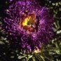 Wsini Aster Callistephus Tall Paeony Duchess Dark Blue 50 Seeds