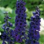 Wsini Delphinium Cultorum Black Knight 50 seeds