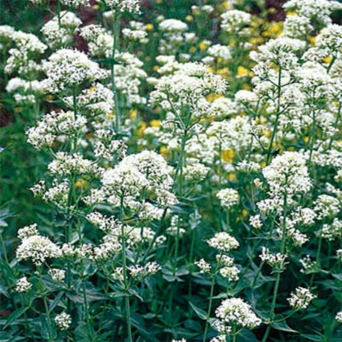 Wsini Jupiter's Beard Centranthus Ruber Coccineus  White 50 Seeds