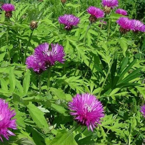 Wsini Cornflower Centaurea Dealbata 25 Seeds
