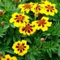 Wsini Marigold Tagetes Patula Nana Single Dainty Marietta 25 Seeds