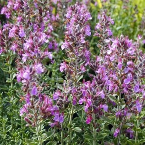 Wsini Germander Teucrium Chamaedris 25 Seeds