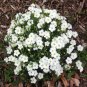 Wsini Arenaria Montana 50 Seeds