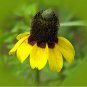 Wsini Coneflower ClaspingEchinacea 250 seeds