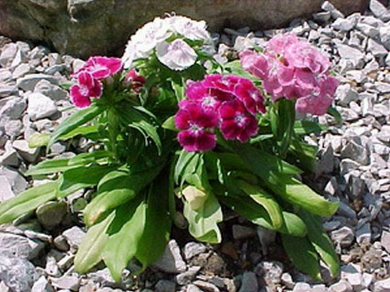 Wsini Dianthus Sweet William Mix Barbatus 200 Seeds