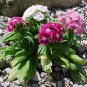 Wsini Dianthus Sweet William Mix Barbatus 200 Seeds