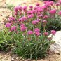 Wsini Lychnis Alpina 50 Seeds