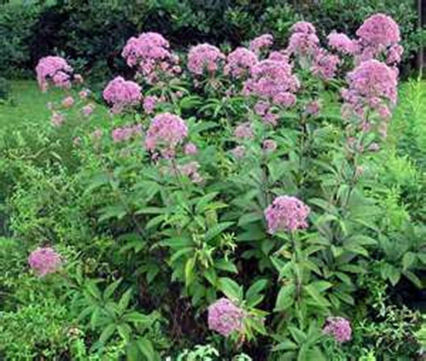 Wsini Joe Pye Weed Eupatorium Maculatum 200 Seeds