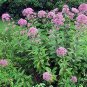 Wsini Joe Pye Weed Eupatorium Maculatum 200 Seeds