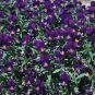 Wsini Viola Cornuta King Henry 50 Seeds