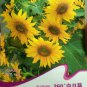 Rare Clusters of Sunflower Seeds, Original Pack, 15 Seeds / Pack, Very Interesting Beautiful Flowers