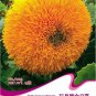 riginal Pack, 15 seeds / pack, Tom's Bear Sunflower Annual Big Flower Seeds