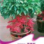 1 Original Pack, 10 seeds / pack, Coral Berry Seed Ardisia Crenata Sub Tropical or Indoor No Drought