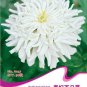 1 Original Pack, 50 seeds / pack, Zinnia Youth-and-Old-Age White Flower Seed