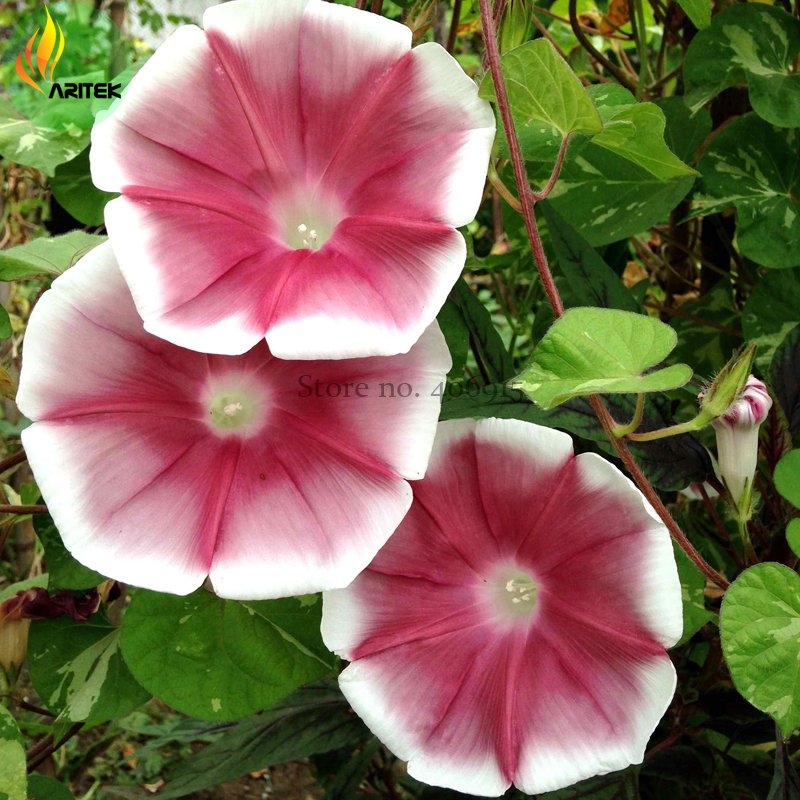 Imported Japan Wine Red Garden Morning Glory Seeds, 10 Seeds, very beautiful annual flowers