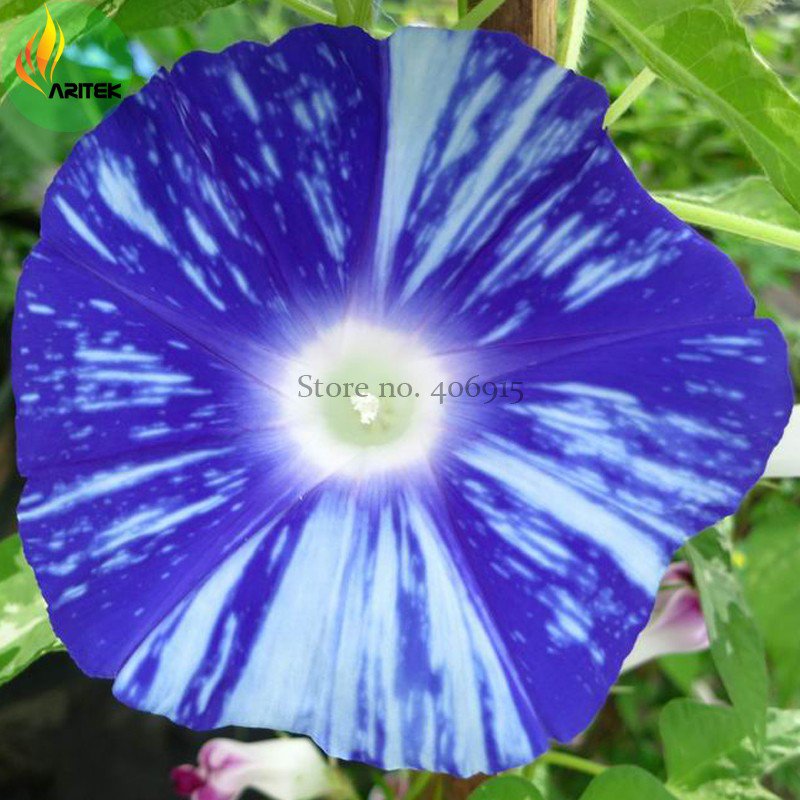 Imported Dark Blue Light Blue Stripe Morning Glory Seeds, 10 Seeds, very beautiful annual flowers