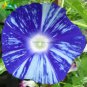 Imported Dark Blue Light Blue Stripe Morning Glory Seeds, 10 Seeds, very beautiful annual flowers