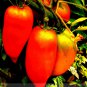 Opalka' Organic Polish SALE Tomato Seeds, Professional Pack, 100 Seeds / Pack, Deliciously Sweet F