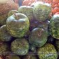 SALE  Large Tomato Seeds, 100 Seeds / Pack, Glowing Gold Neon Red Stripes Fruits, Non-gmo Seeds