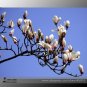 SALE SALE White Yulan Magnolia denudata Fragrant lilytree 10 Seeds