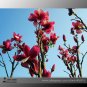 SALE SALE Red Yulan Magnolia denudata Fragrant lilytree 10 Seeds