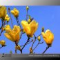 SALE SALE Yellow Yulan Magnolia denudata Fragrant lilytree 10 Seeds