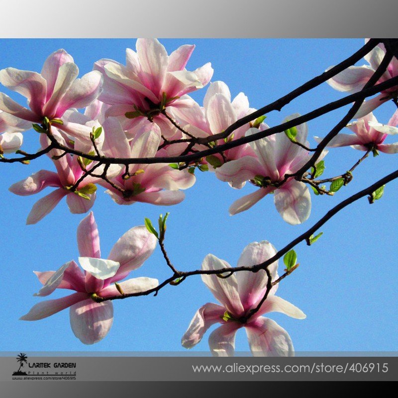 SALE  SALE  rose Red  Yulan Magnolia denudata Fragrant lilytree 10 Seeds