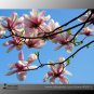 SALE SALE rose Red Yulan Magnolia denudata Fragrant lilytree 10 Seeds