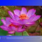 New Variety Sunset Red Nelumbo Nucifera Lotus Seeds, Professional Pack, 1 Seed / Pack, Very Beautifu