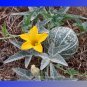 Rare Calabazilla Native American Indian Buffalo Gourd Cucurbita Palmata Seeds, Professional Pack, 10