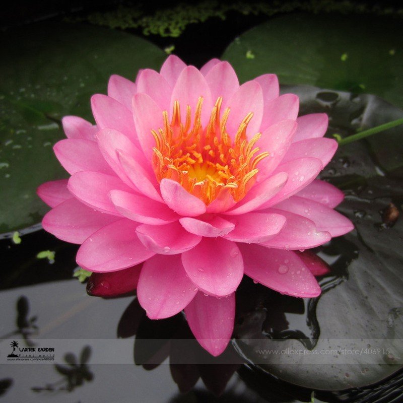 1 Professional Pack, 1 seed / pack, Pink Nelumbo Nucifera Lotus Flowers Pond Plants Bonsai Indoor av