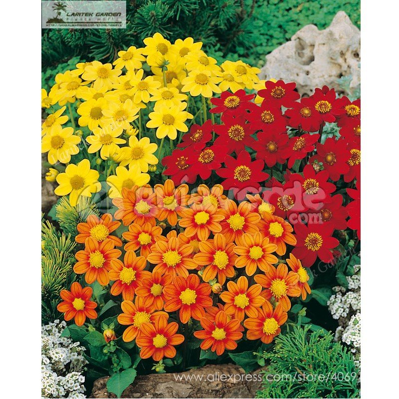 Yellow Dark Red Orange 3-color Mixed Dahlia hybrida Single petals - 50 Seeds