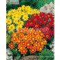Yellow Dark Red Orange 3-color Mixed Dahlia hybrida Single petals - 50 Seeds