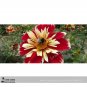SALE  Dahlia Pinnata Perennial Flower Seeds 30+ Flower Dia. approx 26cm Double Flowers Dark Red and