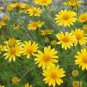 Wsini Dahlberg Daisy Thymophylla Tenuiloba Gold Carpet 200 seeds