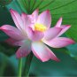 Pink Lotus Flower Seeds, Professional Pack, 1 Seeds / Pack, Nelumbo Nucifera Pond Aquatic Plant