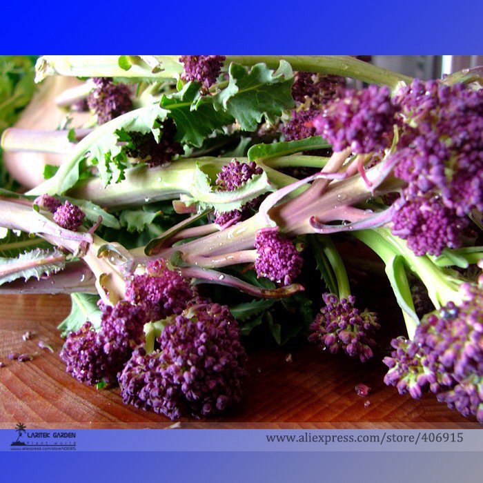 nglish Purple Sprouting Broccoli Early Brassica Oleracea Seeds, Professional Pack, 50 Seeds / Pack, 