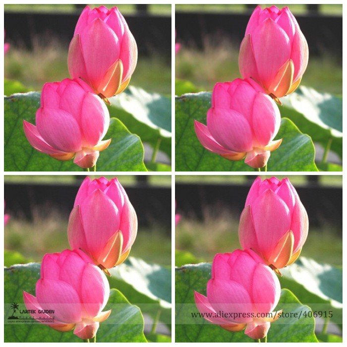 SALE  Red Double-headed Nelumbo Nucifera Lotus Flower Seeds, Professional Pack, 1 Seed / Pack, Frag