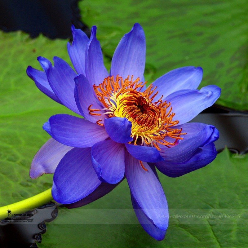 1 Professional Pack, 1 seed / pack, Light Red Blue Lotus Nelumbo Nucifera Pond Fresh Plant Seed