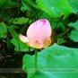 SALE Fragrant Ball Pink Nelumbo Nucifera Lotus Flower Seeds, Professional Pack, 1 Seed / Pack, Bea