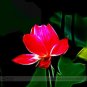 SALE Super Red Nelumbo Nucifera Lotus Flower Bonsai Seeds, Professional Pack, 1 Seed / Pack, Indoo
