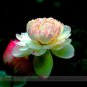 Rare SALE Light Yellow Nelumbo Nucifera Lotus with Red Top Flower Seeds, Professional Pack, 1 Seed