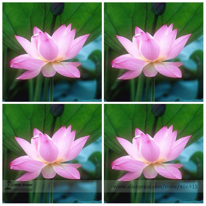 SALE  Light Pink Fragrant Nelumbo Nucifera Lotus Flower Seeds, Professional Pack, 1 Seed / Pack, At