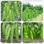SALE Light Green Long 'Sheep Horn' Sweet Pepper Vegetable F1 Seeds 20+