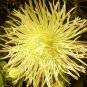 Wsini Aster Callistephus Tall Needle Unicom Yellow 50 Seeds