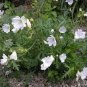 Wsini Malva Moschata White Hollyhock 50 Seeds